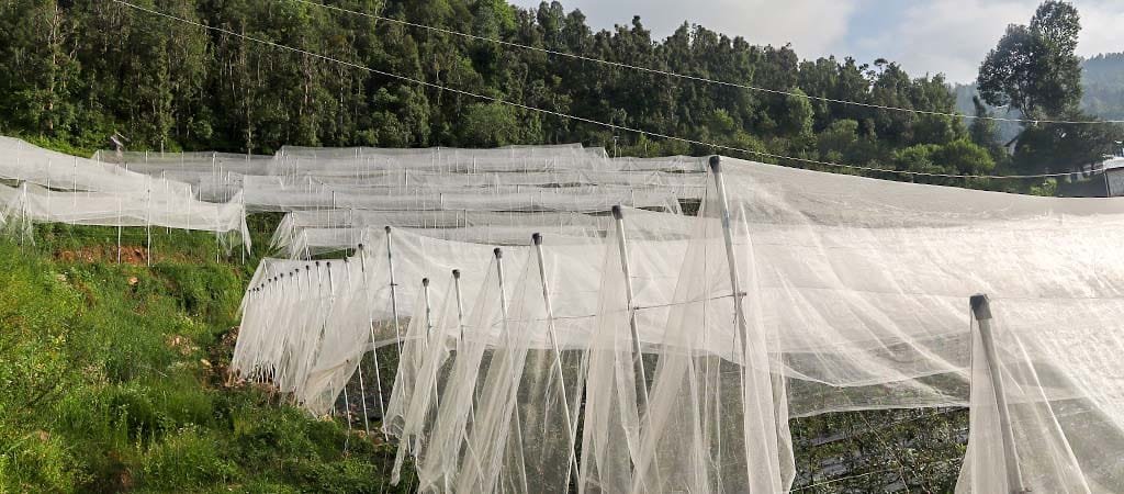 Why HDP (High Density Plantation) Apple Orchards are Beneficial?