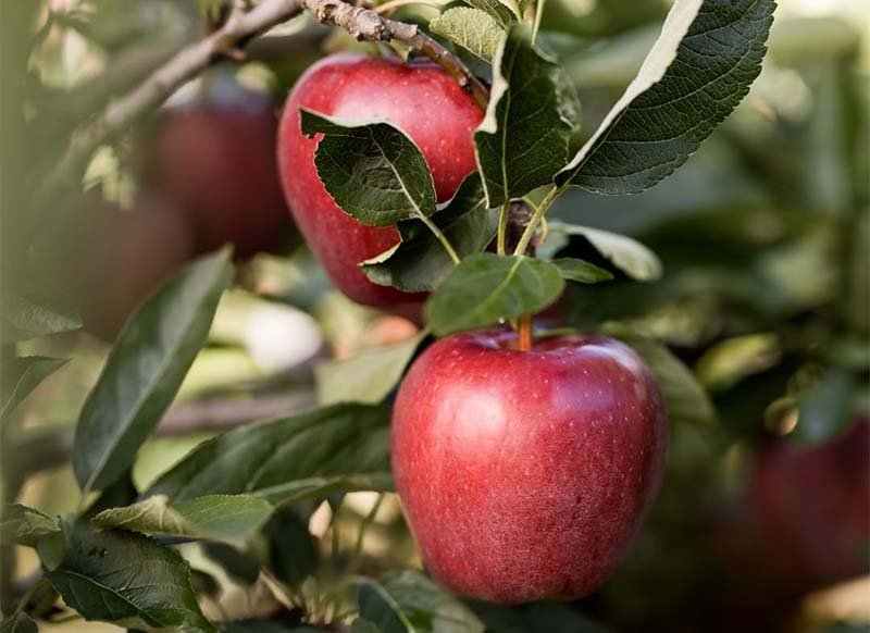 HDP Apple plants - Image 2